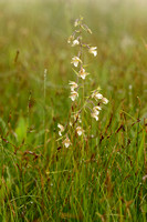 Moeraswespenorchis; Marsh Helleborine; Epipactis palustris