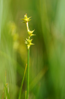 Sterzegge - Star Sedge - Carex echinata