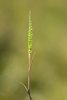 Airopsis tenella