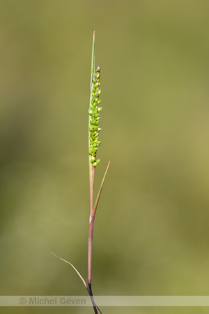 Airopsis tenella