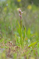 Kleine tongorchis; Small-Flowered serapias; Serapias parviflora