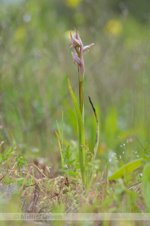 Kleine tongorchis; Small-Flowered serapias; Serapias parviflora
