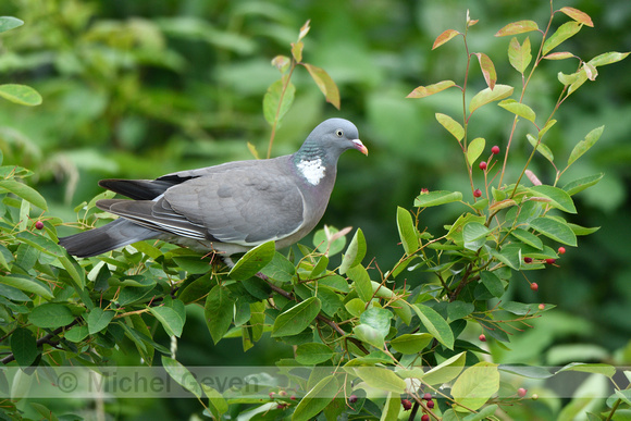 Houtduif; Woodpigeon; Columba palumbus