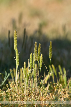 Klein fakkelgras; Mediterranean Hari-grass; Rostraria cristata