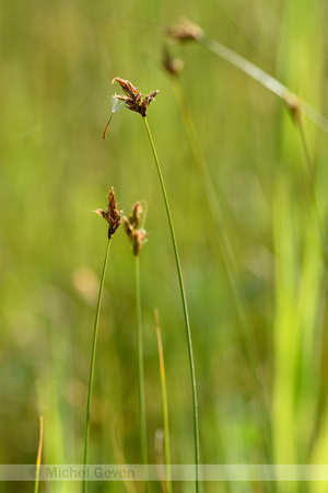 Trilgraszegge; Quaking grass-sedge; Carex brizoides