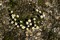 Alpine moon daisy; Leucanthemopsis alpina