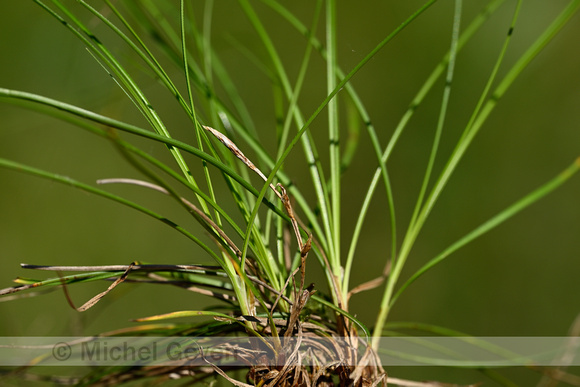 Aardzegge; Dwarf Sedge; Carex humilis