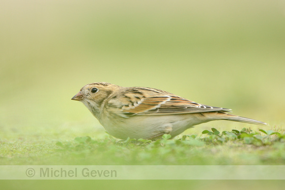 Ijsgors; Lapland Bunting; Calcarius lapponicus