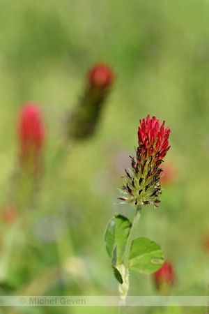 Incarnaatklaver; Crimson Clover; Trifolium  incarnatum