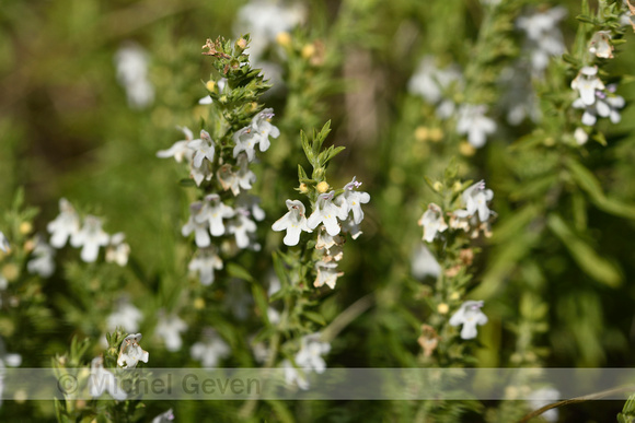 Winterbonenkruid; Winter Savory; Satureja montana