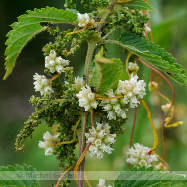 Michel Geven Natuurfotografie | Groot Warkruid - Greater Dodder ...