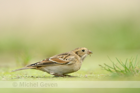 Ijsgors; Lapland Bunting; Calcarius lapponicus