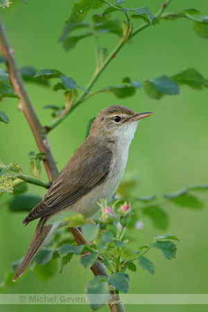 Bosrietzanger; Marsh Warbler; Acrocephalus palustris