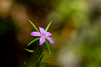 Legousia falcata