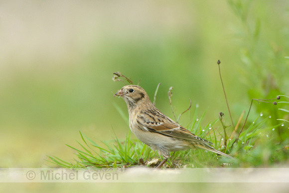 Ijsgors; Lapland Bunting; Calcarius lapponicus