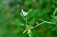 Tall Nightshade; Solanum chenopodioides