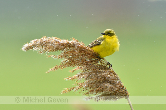 Engelse Kwikstaart; Yellow Wagtail; Motacilla flavissima