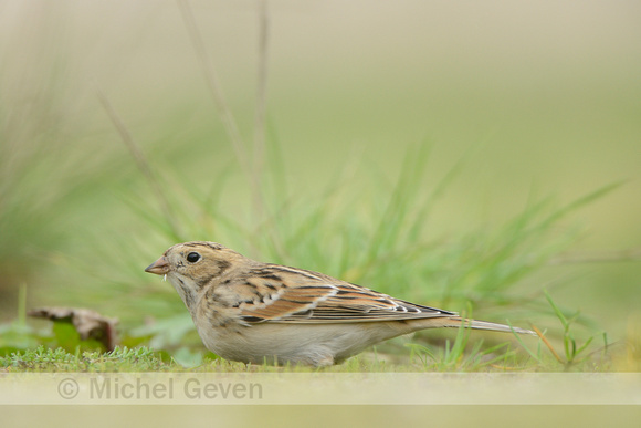 Ijsgors; Lapland Bunting; Calcarius lapponicus