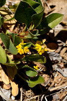 Caterpillar plant; Scorpiurus muricatus