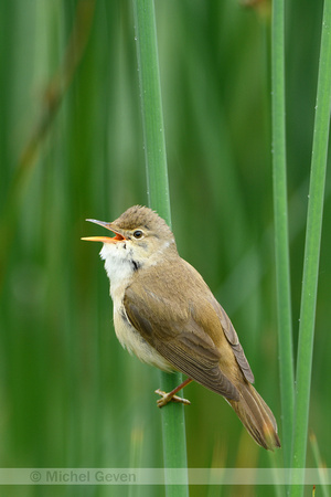 Kleine karekiet; Eurasian Reed Warbler; Acrecophalus scirpaceus