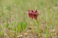 Brede tongorchis; Tongue orchid; Serapias cordiger