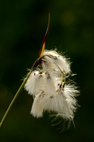 Breed Wollegras; Broad-leaved cottongrass; Eriophorum latifolium