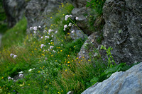 Echte Valeriaan; Valerian; Valeriana officinalis