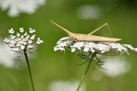 Nosed Grasshopper - Acrida ungarica