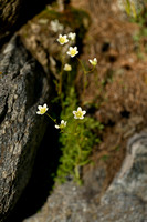 Saxifraga aspera