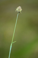 Boreal alopecurus