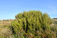 Bezemdopheide; Broom Heath; Erica scoparia