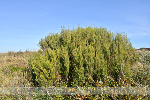 Bezemdopheide; Broom Heath; Erica scoparia