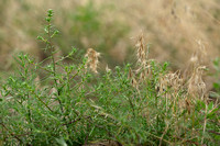 Zacht loogkruid; Russian thistle; Salsola tragus