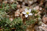 Spergula macrorrhiza