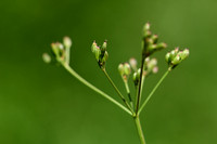 Aardkastanje; Great pignut; Bunium bulbocastanum