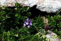 Alpenhelmkruid; Alpine scullcap; Scutellaria alpina