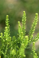 Amerikaanse kruidkers; Virginia Peppergrass; Lepidium virginicum