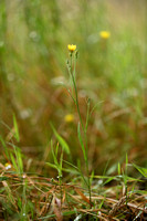 Smal Streepzaad; Narrow-leaved Hawk's-beard; Crepis tectorum