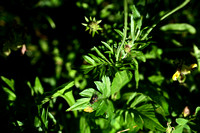 Beemdkroon; Field Scabious; Knautia arvensis