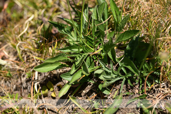 Beemdkroon; Field Scabious; Knautia arvensis