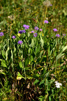 Bergknautia; Wood scabious; Knautia dipsacifolia