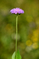 Bergknautia; Wood scabious; Knautia dipsacifolia