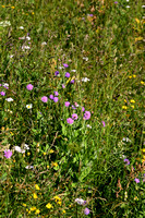 Bergknautia; Wood scabious; Knautia dipsacifolia