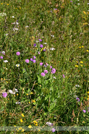 Bergknautia; Wood scabious; Knautia dipsacifolia