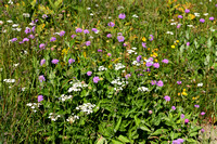 Bergknautia; Wood scabious; Knautia dipsacifolia