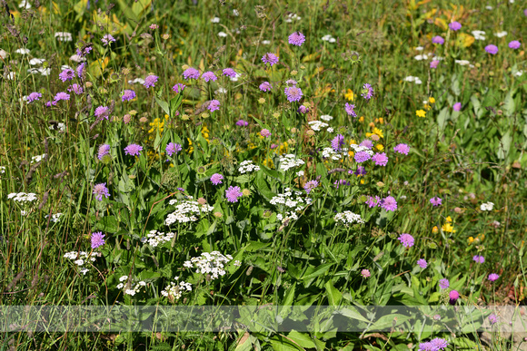 Bergknautia; Wood scabious; Knautia dipsacifolia