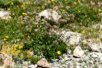 Bergvaleriaan; Valeriana montana