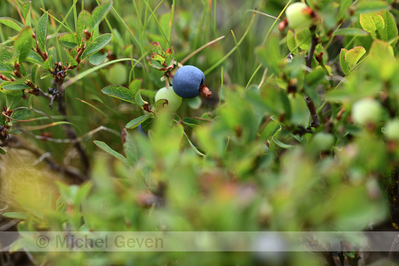 Blauwe bosbes; Bilberry; Vaccinium myrtillus