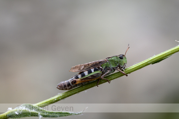 Bokssprinkhaan; Club-legged Grasshopper; Gomphocerus sibericus
