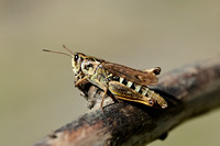 Bokssprinkhaan; Club-legged Grasshopper; Gomphocerus sibericus